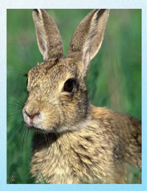 中国常见兔子品种有哪些？-第2张图片-宁夏农业信息网