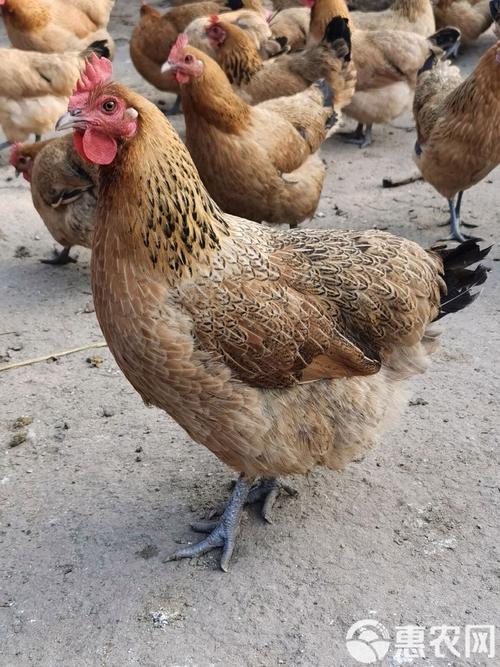 浙江土鸡有哪些品种？-第2张图片-宁夏农业信息网