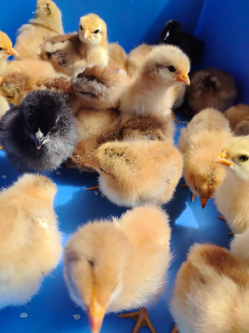 小鸡品种有哪些？图片大全看这里！-第3张图片-宁夏农业信息网