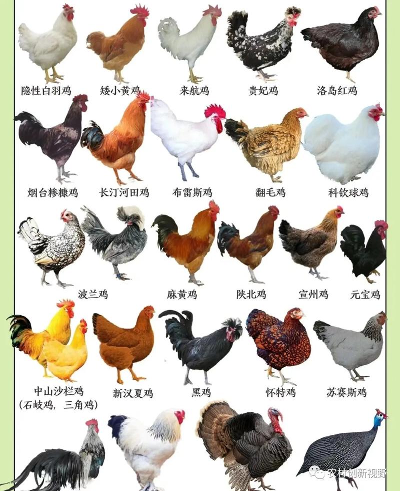 小鸡品种有哪些？图片大全看这里！-第1张图片-宁夏农业信息网