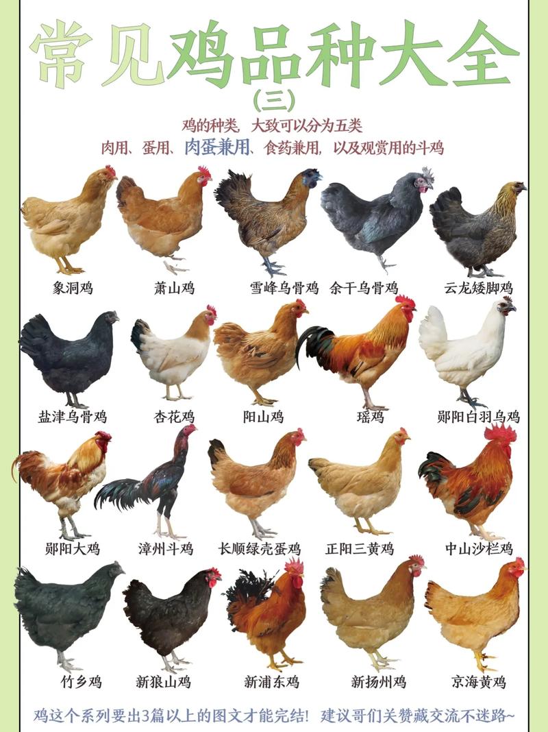 小鸡品种有哪些？图片大全看这里！-第2张图片-宁夏农业信息网