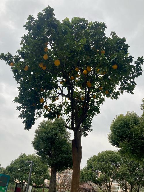 什么品种的柚子树高大?-第1张图片-宁夏农业信息网 什么品种的柚子树高大?-第1张图片-宁夏农业信息网