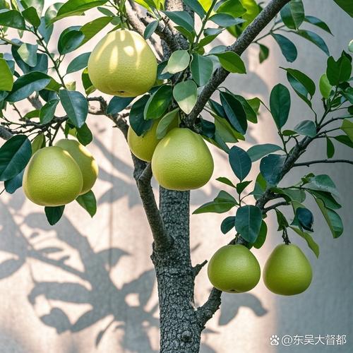 什么品种的柚子树高大?-第2张图片-宁夏农业信息网 什么品种的柚子树高大?-第2张图片-宁夏农业信息网