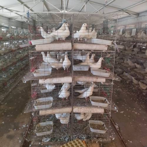 肉鸽养殖选什么品种好？-第1张图片-宁夏农业信息网