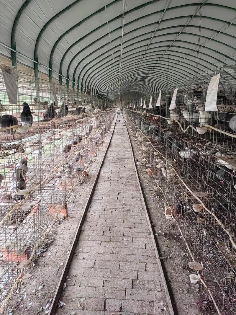 肉鸽养殖选什么品种好？-第2张图片-宁夏农业信息网
