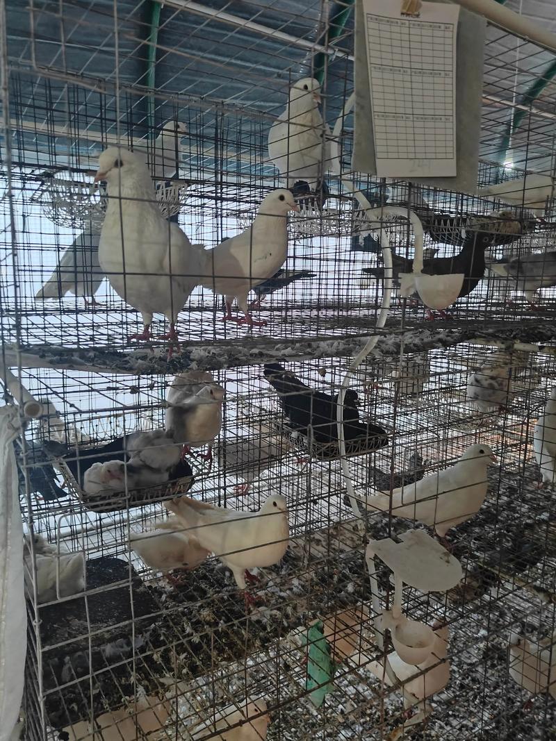 肉鸽养殖选什么品种好？-第3张图片-宁夏农业信息网