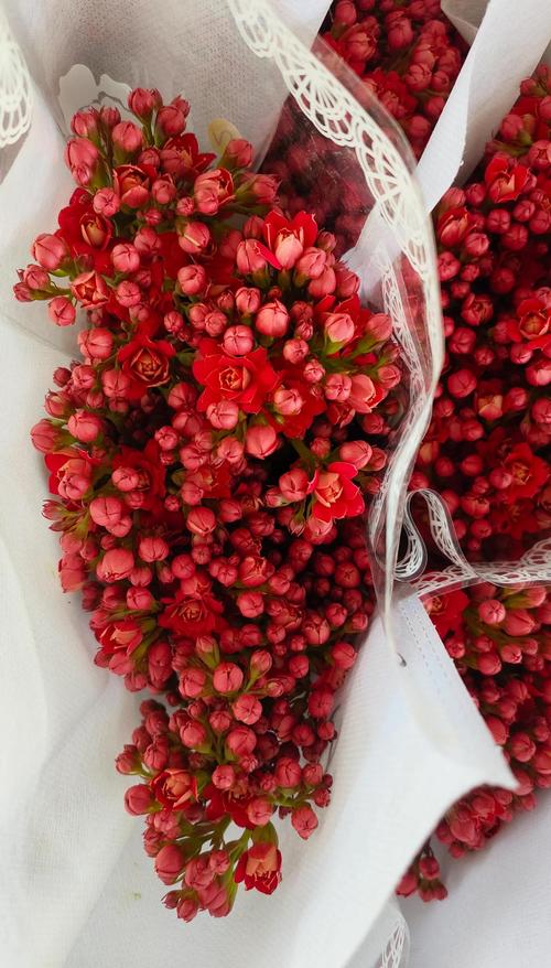 巴黎长寿花有哪些常见品种？-第3张图片-宁夏农业信息网