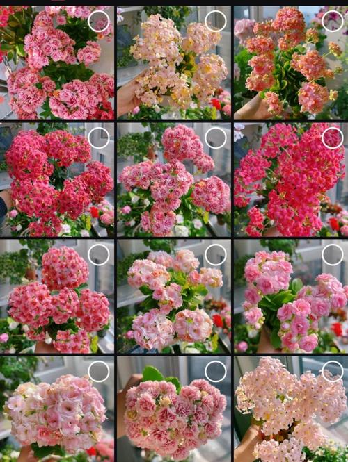 巴黎长寿花有哪些常见品种？-第2张图片-宁夏农业信息网