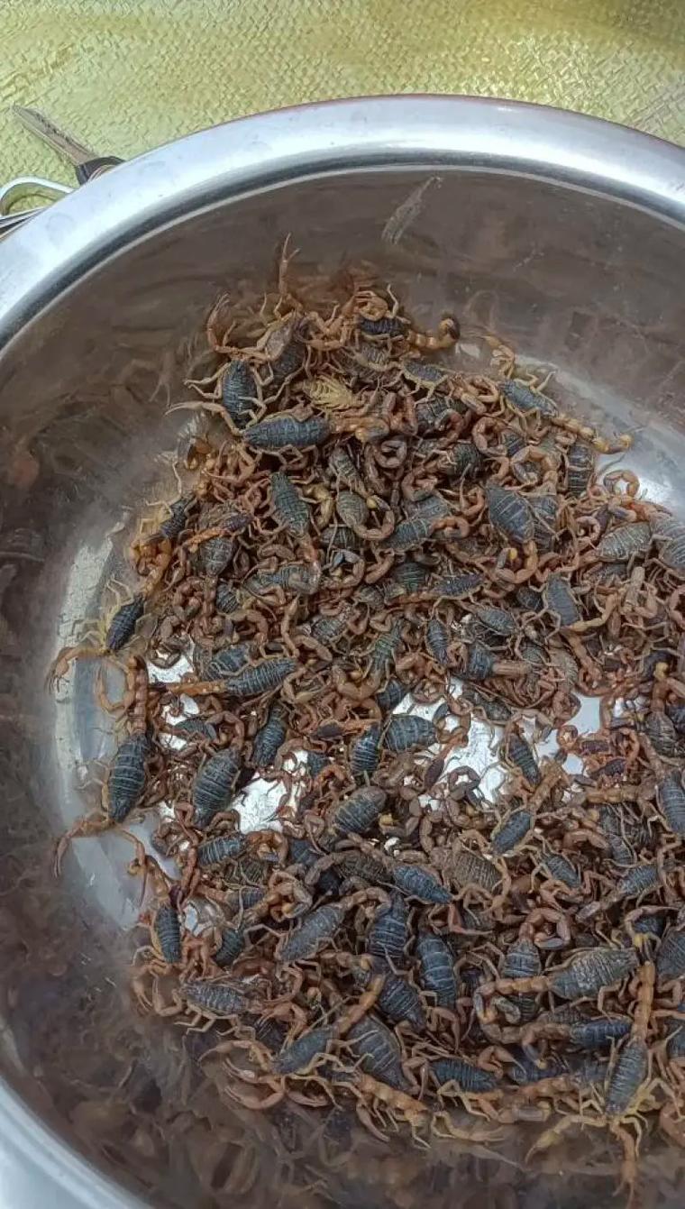 山东蝎子是哪个品种？-第1张图片-宁夏农业信息网