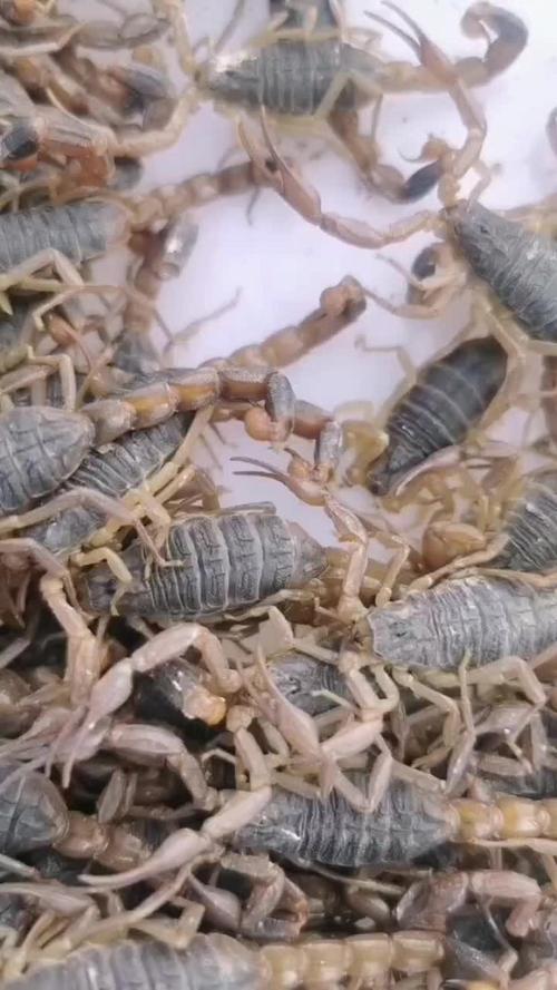 山东蝎子是哪个品种？-第2张图片-宁夏农业信息网