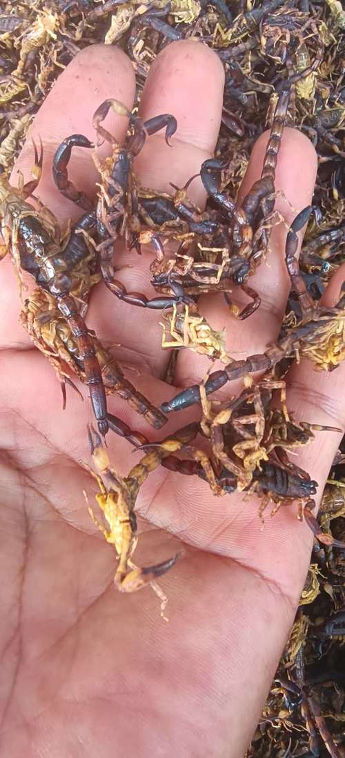 山东蝎子是哪个品种？-第3张图片-宁夏农业信息网