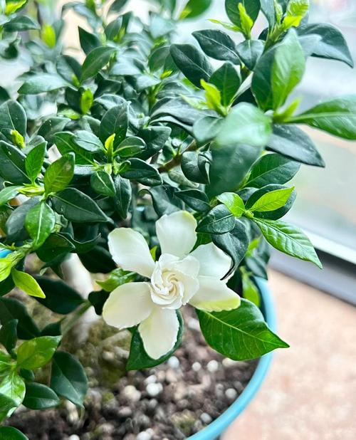 冬季栀子花怎么养才开花？-第1张图片-宁夏农业信息网