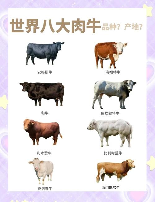 当前养啥肉牛品种最划算？-第1张图片-宁夏农业信息网