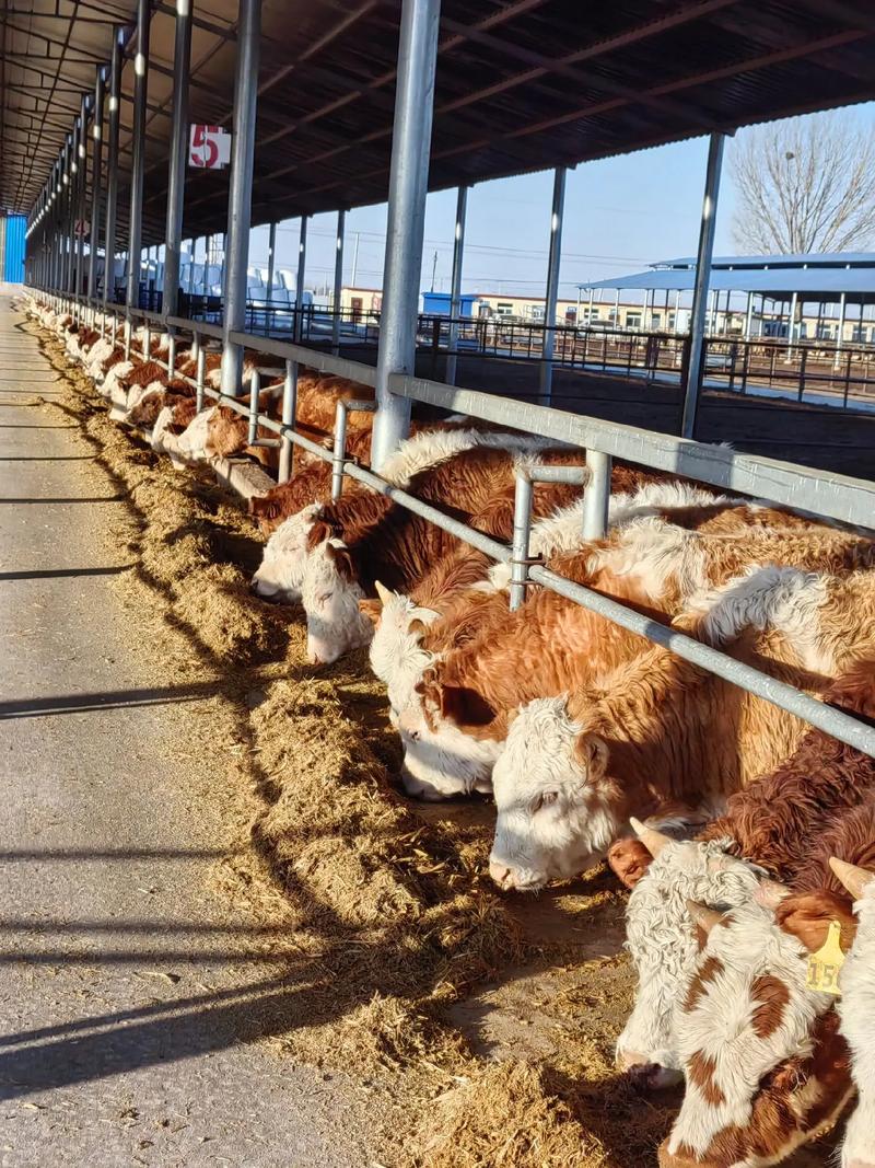 当前养啥肉牛品种最划算？-第2张图片-宁夏农业信息网