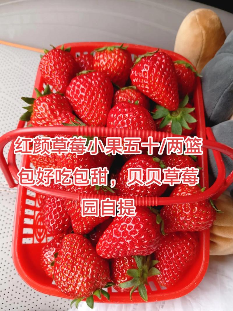 红颜草莓哪个品种最好吃？-第1张图片-宁夏农业信息网