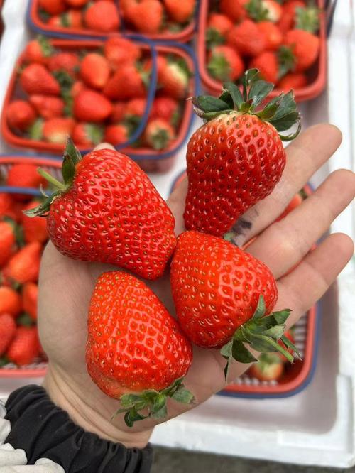 红颜草莓哪个品种最好吃？-第2张图片-宁夏农业信息网