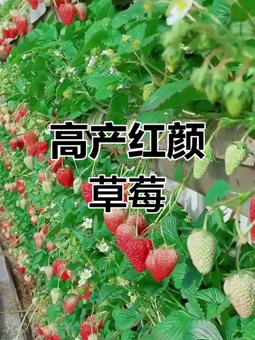 红颜草莓哪个品种最好吃？-第3张图片-宁夏农业信息网