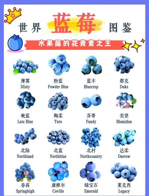 自己种蓝莓选什么品种好？-第2张图片-宁夏农业信息网