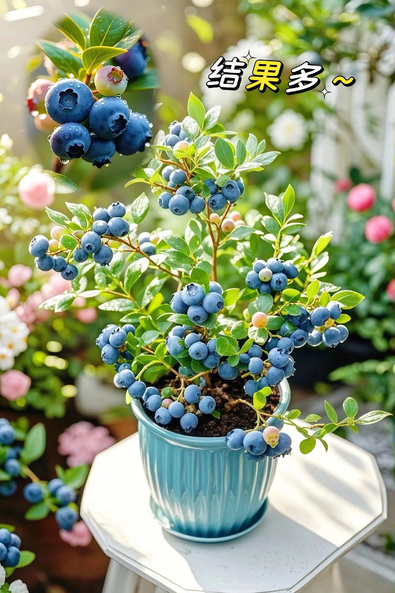 南方蓝莓苗哪个品种最好？-第1张图片-宁夏农业信息网