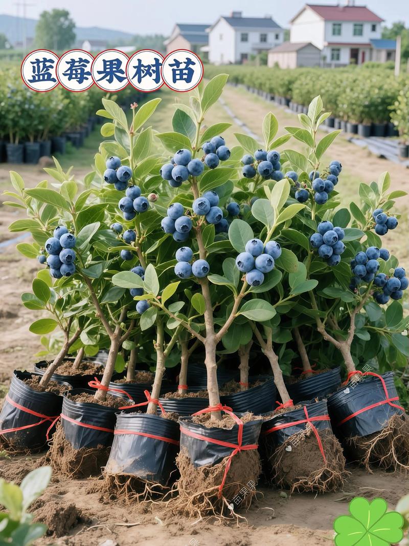 南方蓝莓苗哪个品种最好？-第3张图片-宁夏农业信息网