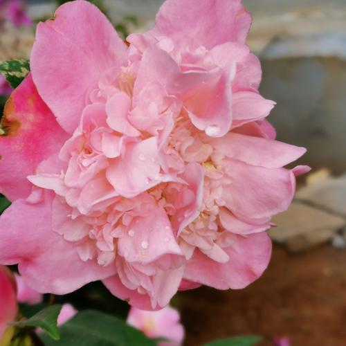 哪些粉色茶花品种自带花香？-第2张图片-宁夏农业信息网