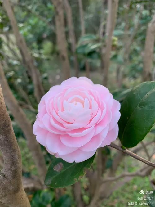 哪些粉色茶花品种自带花香？-第1张图片-宁夏农业信息网