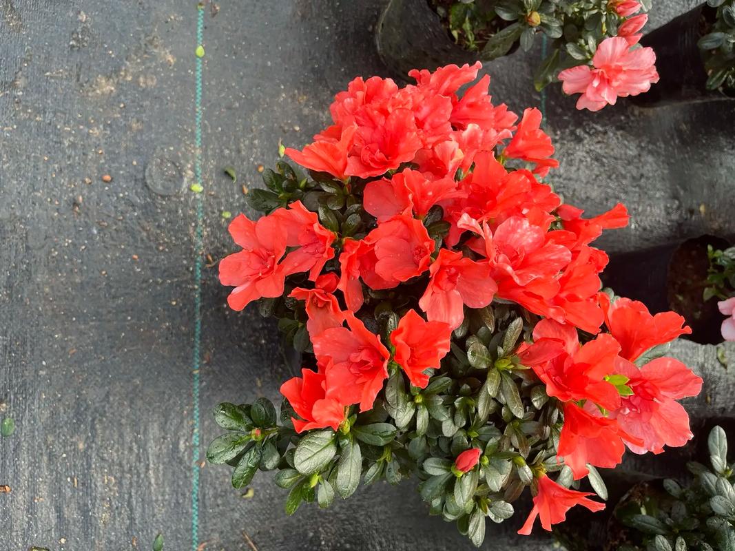红色盆栽花有哪些常见品种？-第1张图片-宁夏农业信息网