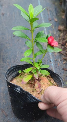 红色盆栽花有哪些常见品种？-第2张图片-宁夏农业信息网