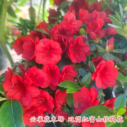 红色盆栽花有哪些常见品种？-第3张图片-宁夏农业信息网