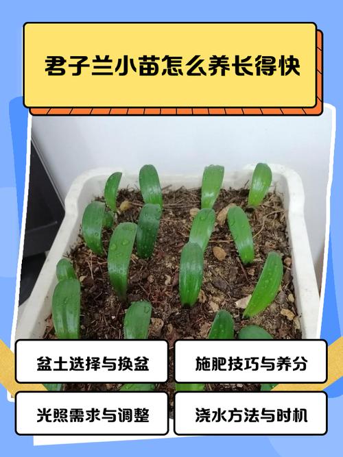 君子兰怎么养才好？-第2张图片-宁夏农业信息网