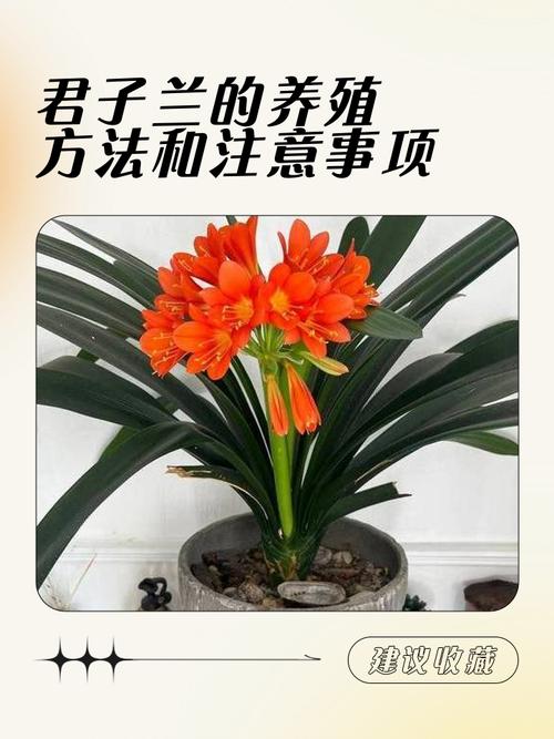 君子兰怎么养才好？-第3张图片-宁夏农业信息网