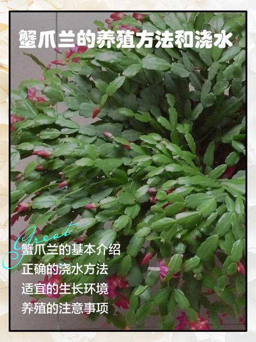 蟹爪兰栽培管理有哪些关键要点？-第1张图片-宁夏农业信息网