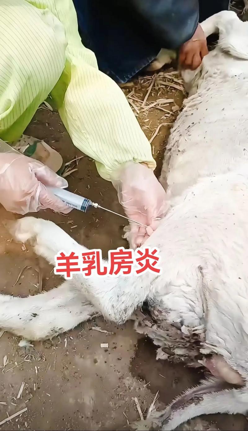 羊乳房炎怎么治？方法有哪些？-第2张图片-宁夏农业信息网