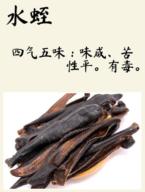 水蛭功效与食用方法有哪些？-第1张图片-宁夏农业信息网