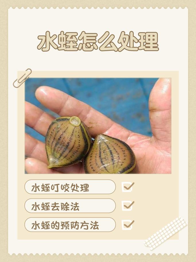 水蛭功效与食用方法有哪些？-第2张图片-宁夏农业信息网