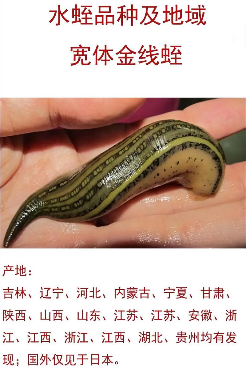 水蛭功效与食用方法有哪些？-第3张图片-宁夏农业信息网