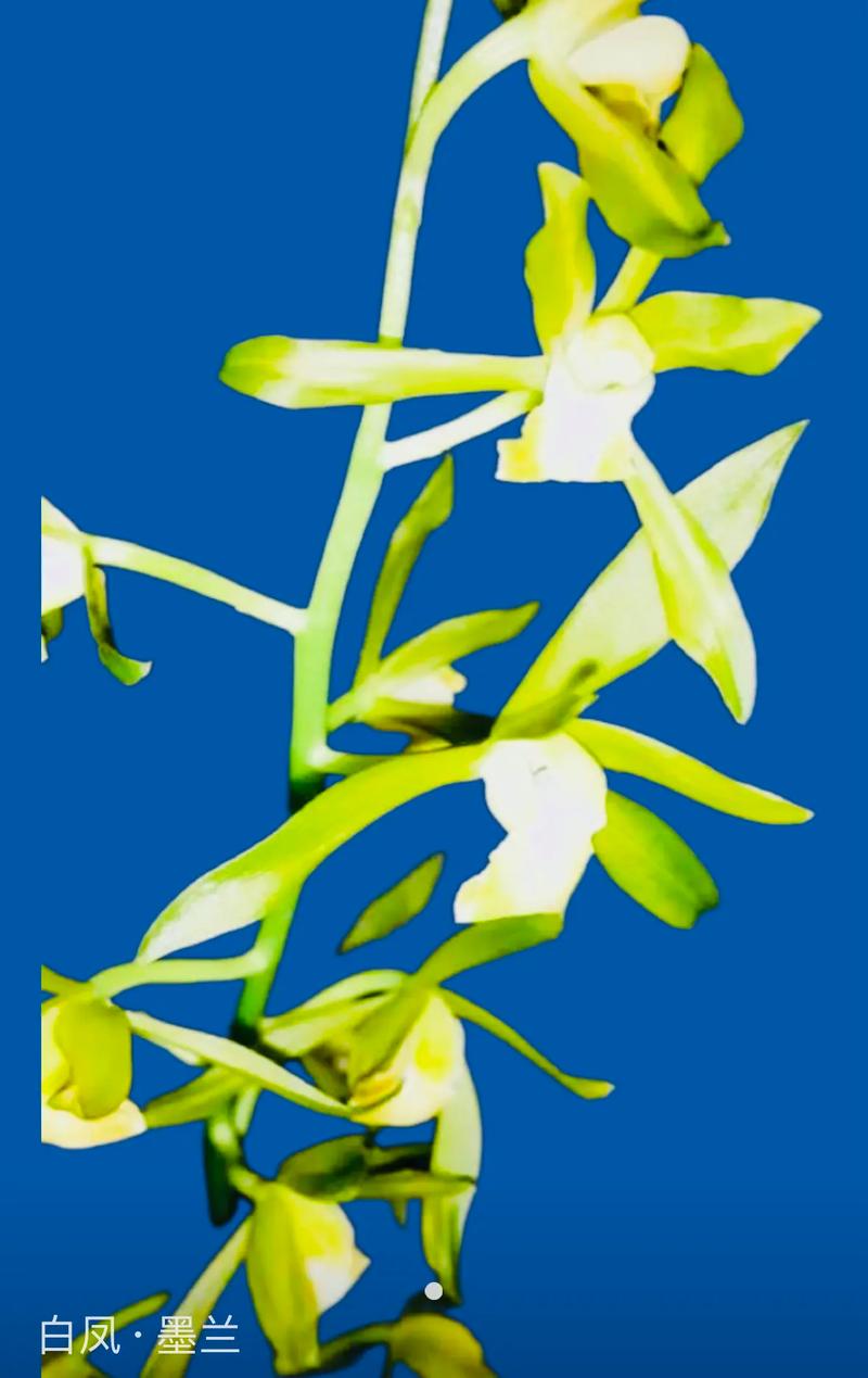 顶级白墨品种有哪些?-第2张图片-宁夏农业信息网 顶级白墨品种有哪些?-第2张图片-宁夏农业信息网