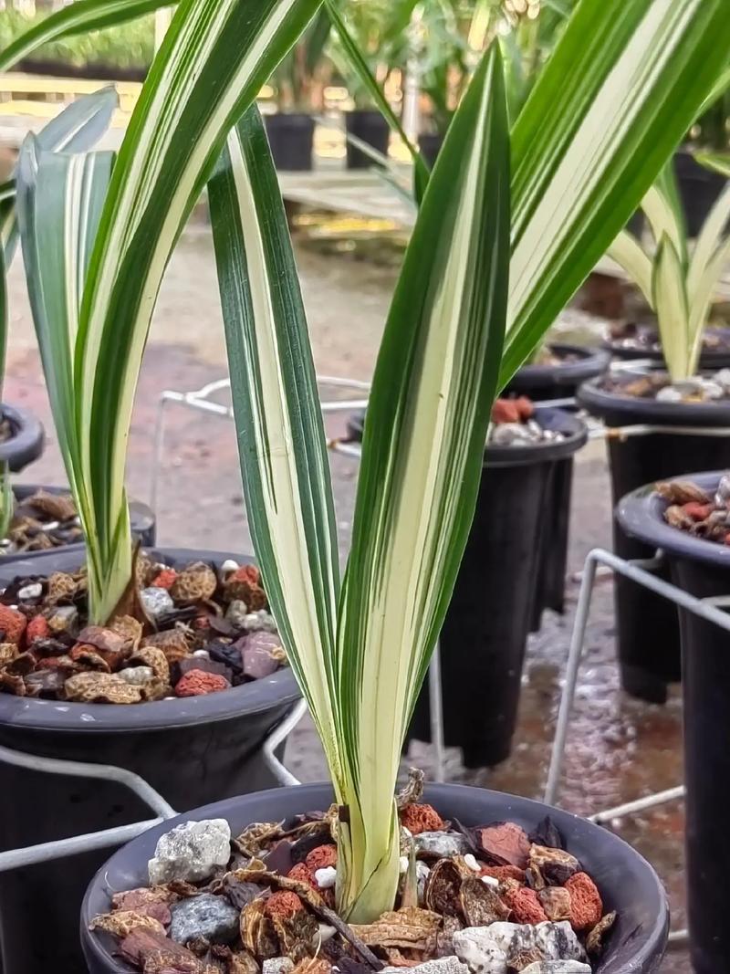 顶级白墨品种有哪些?-第1张图片-宁夏农业信息网 顶级白墨品种有哪些?-第1张图片-宁夏农业信息网