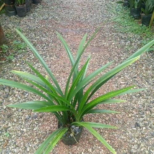 顶级白墨品种有哪些?-第3张图片-宁夏农业信息网 顶级白墨品种有哪些?-第3张图片-宁夏农业信息网