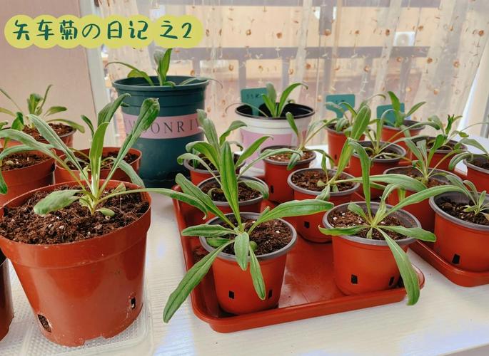 失车菊种子怎么种？种植方法有哪些？-第2张图片-宁夏农业信息网