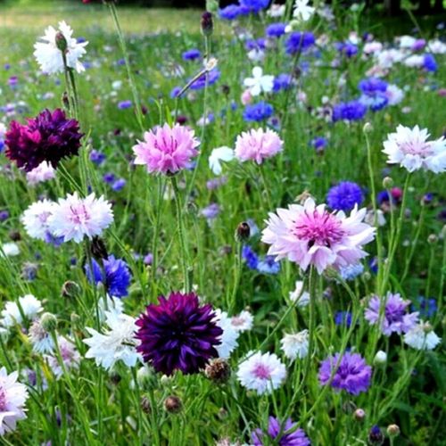 失车菊种子怎么种？种植方法有哪些？-第3张图片-宁夏农业信息网