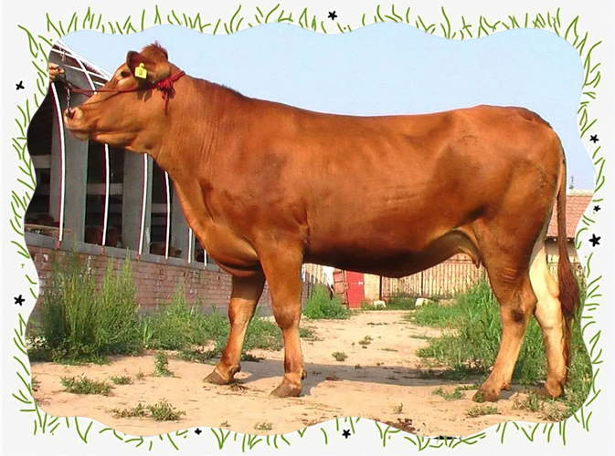 全国最牛的牛品种是什么？-第2张图片-宁夏农业信息网