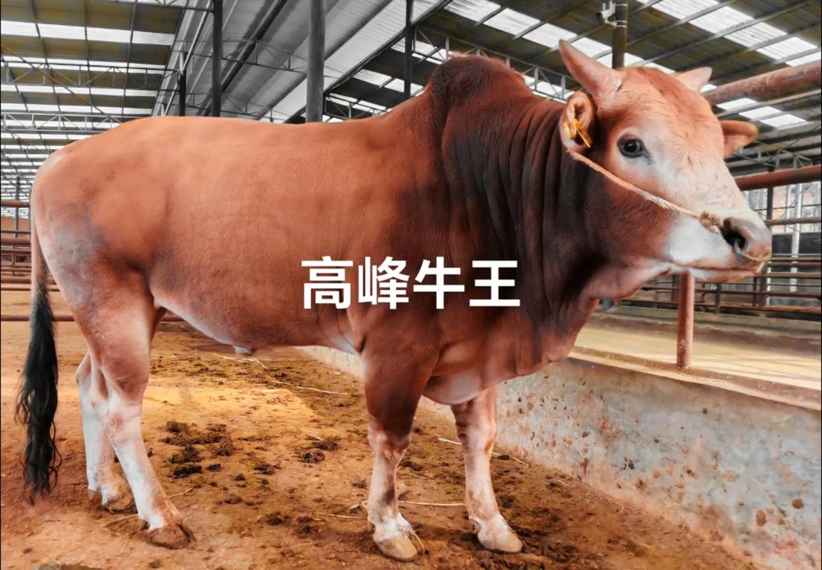 全国最牛的牛品种是什么?-第3张图片-宁夏农业信息网 全国最牛的牛品种是什么?-第3张图片-宁夏农业信息网