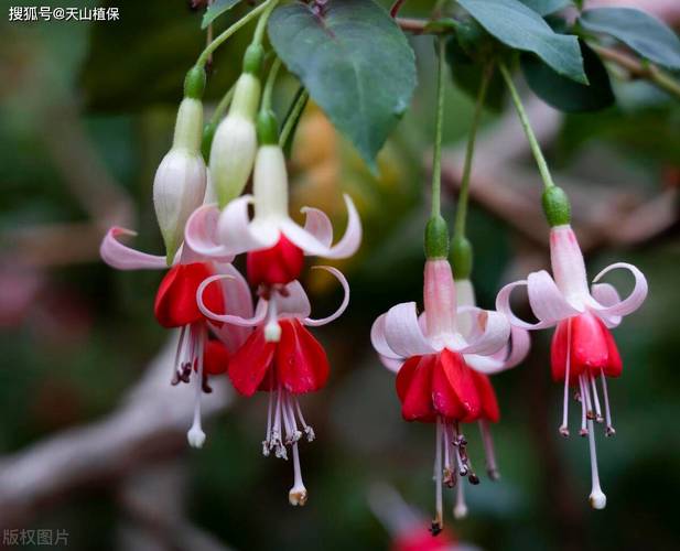 大花倒挂金钟怎么养才开花?-第1张图片-宁夏农业信息网 大花倒挂金钟怎么养才开花?-第1张图片-宁夏农业信息网