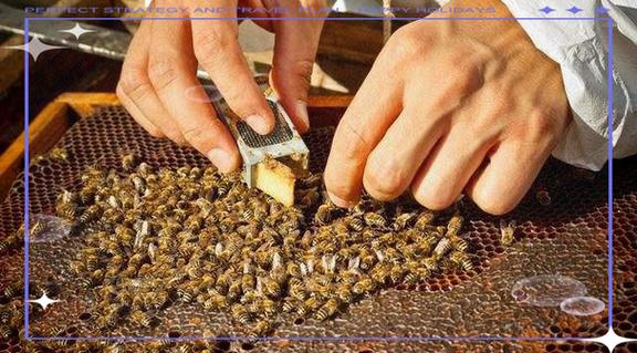 中蜂冬季管理有何关键要点？-第2张图片-宁夏农业信息网