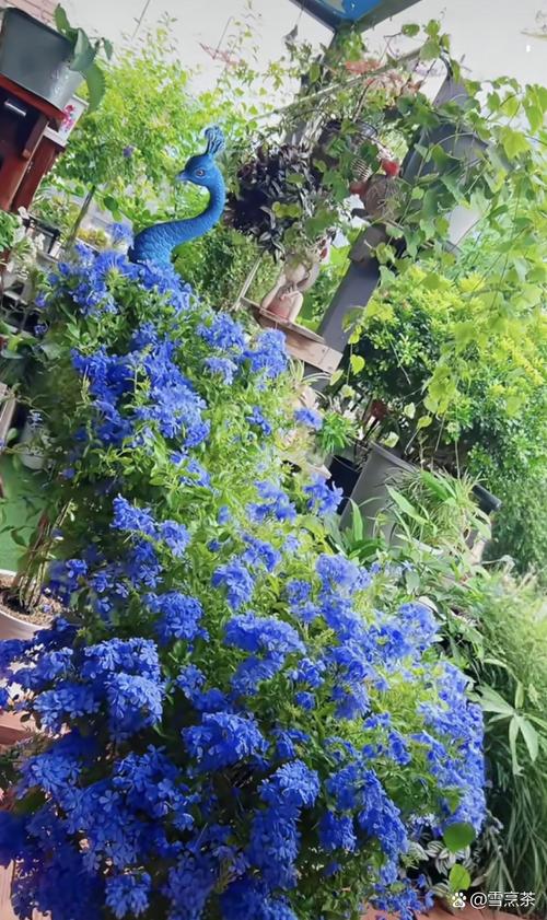 孔雀开屏花怎么养才好看？-第2张图片-宁夏农业信息网