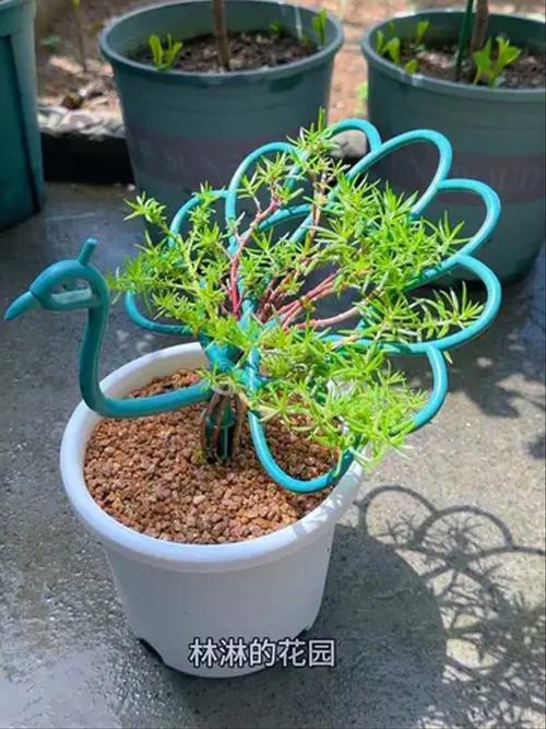 孔雀开屏花怎么养才好看？-第1张图片-宁夏农业信息网