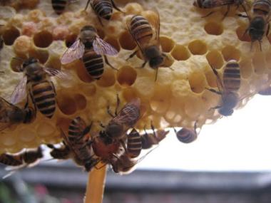 海南中蜂哪个品种最耐热？-第1张图片-宁夏农业信息网