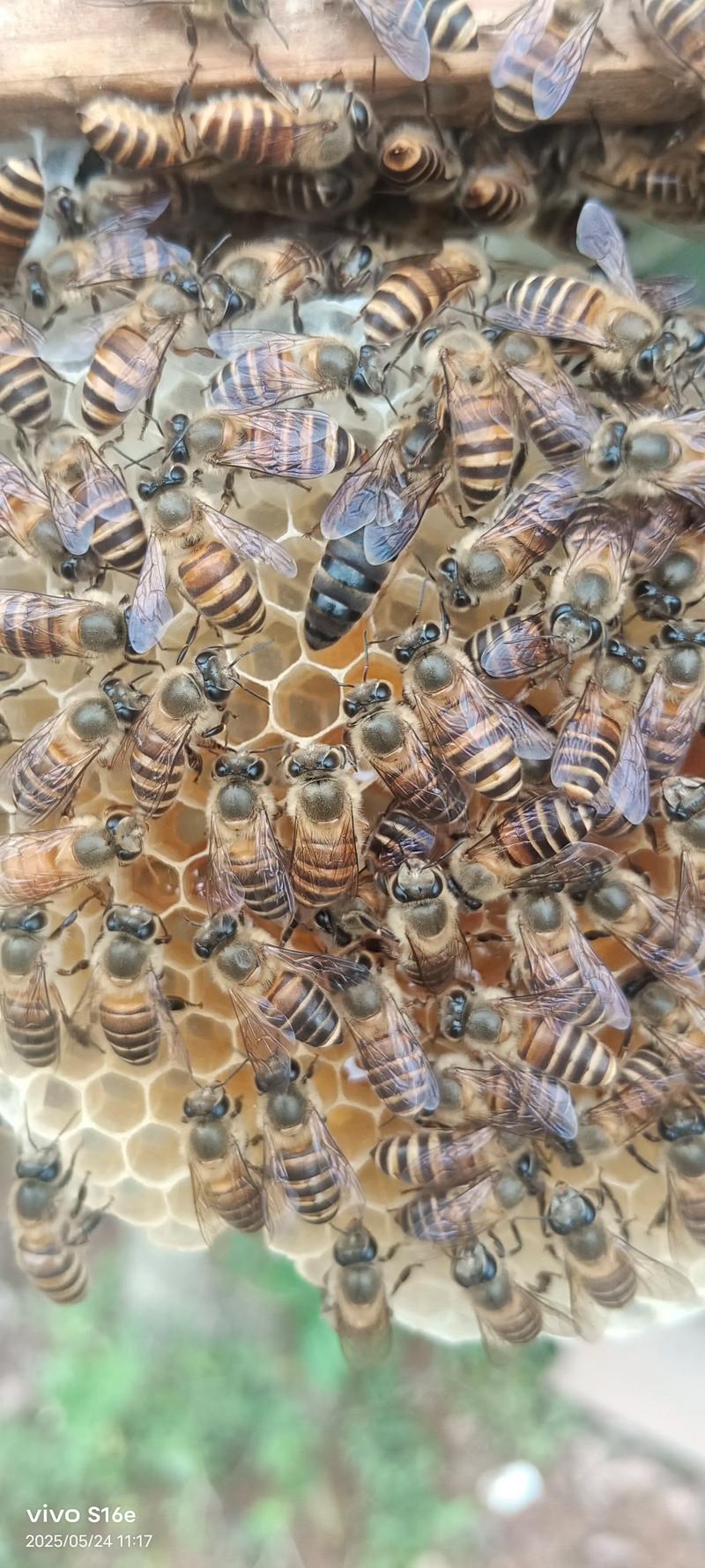 海南中蜂哪个品种最耐热？-第2张图片-宁夏农业信息网