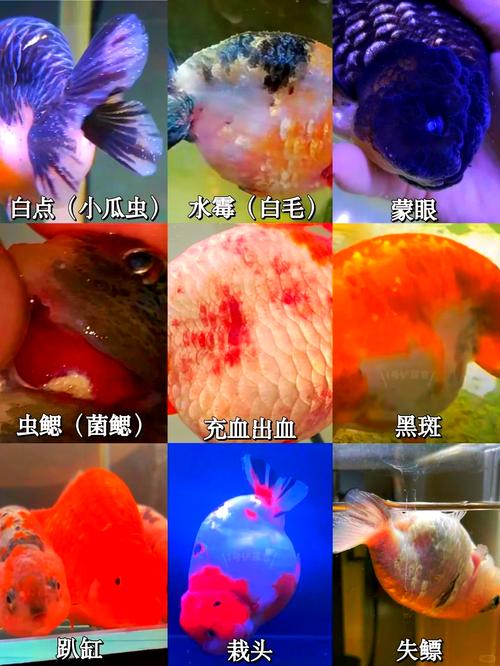 鱼泛塘咋治？症状方法有哪些？-第1张图片-宁夏农业信息网